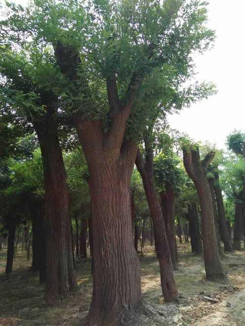 白蜡树栽培技巧与市场前景分析