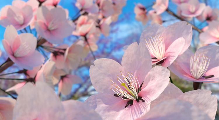 日本樱花文化：樱花代表什么？樱花与日本人的精神世界