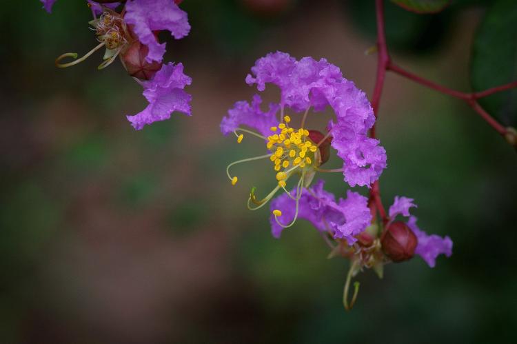 【紫薇花园】如何在家种植紫薇花来增加居家美感？