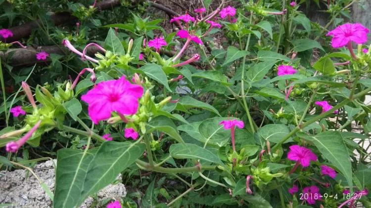 如何让紫茉莉科花程式展现最佳效果