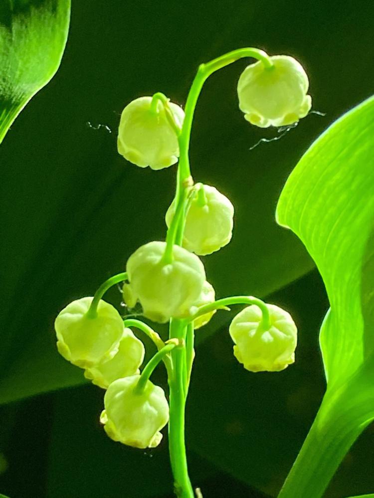 蓝色铃兰花语：让爱的语言如花瓣盛放