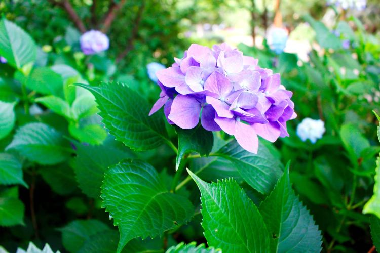 着重关注细节：室内绣球花养护技巧