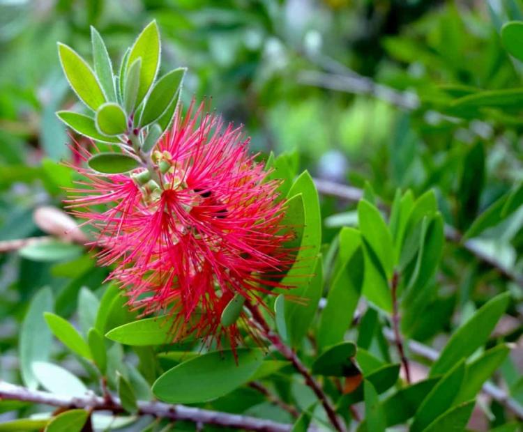 红花油茶生长周期解析：从种植到收获需要多长时间？