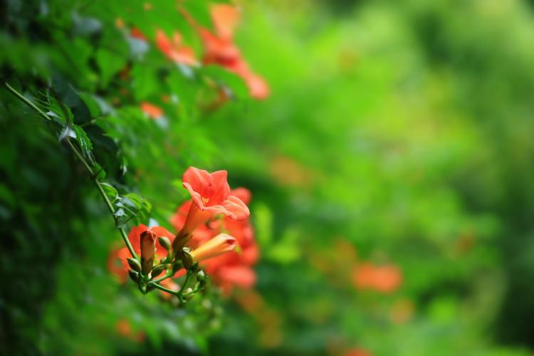 【凌霄花语】凌霄花的传承和演变史