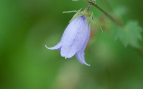 细数【风铃草花语】的五彩斑斓