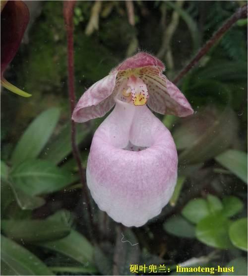 有品位花艺必备知识 | 兰科植物有哪些值得一看？