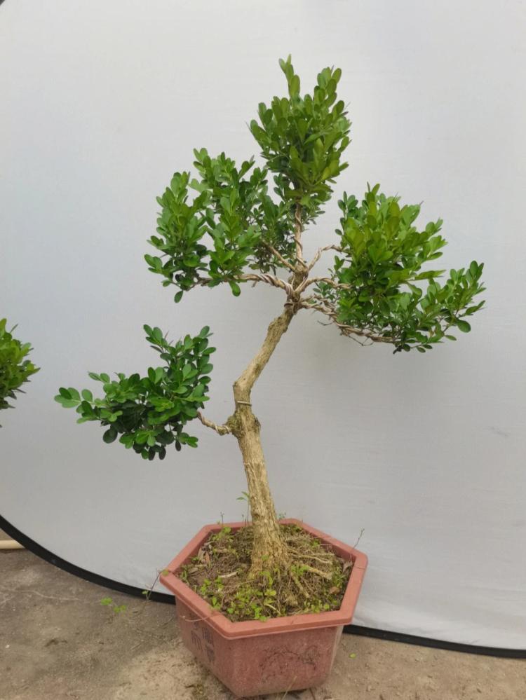 金边黄杨（Podocarpus macrophyllus）的营养成分和食用价值