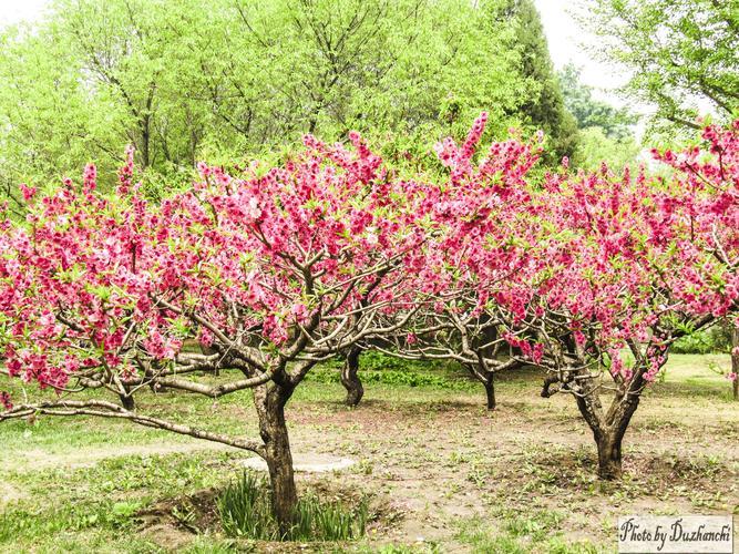 红叶碧桃花的历史渊源，你了解多少？