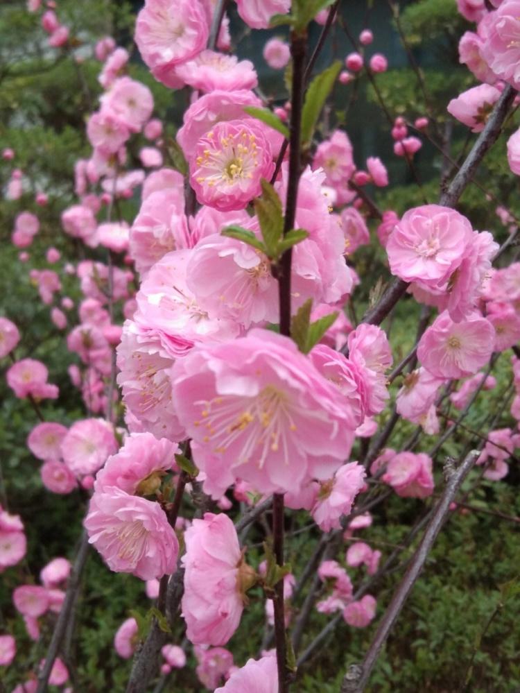 早春赏花必备：榆叶梅和樱花哪个更加适合？