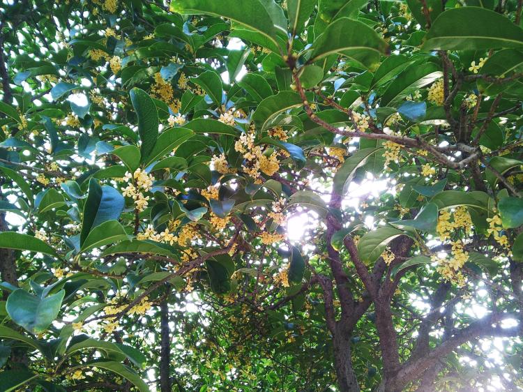 无根桂花种植技巧分享，让你更轻松地爱上这种植物