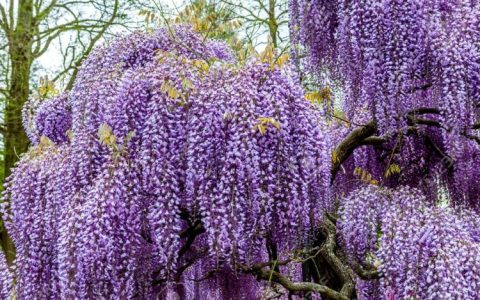 深入探究紫藤花的花语含义