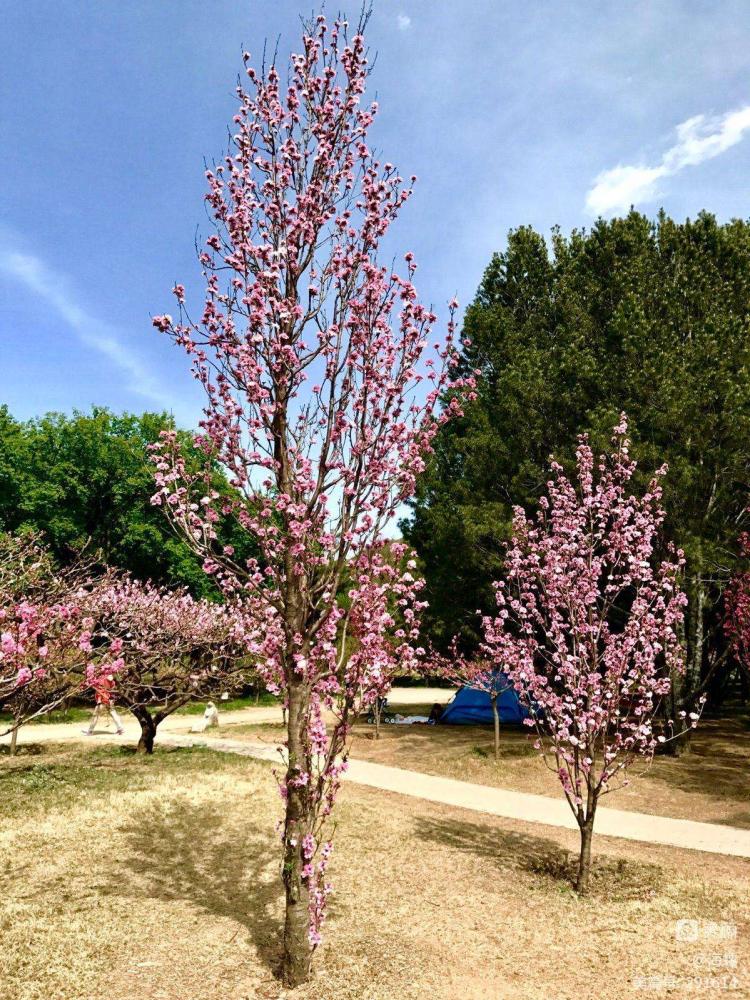 高效可行的夏季碧桃多肉养护指南，让你养出绚烂多彩的小花园