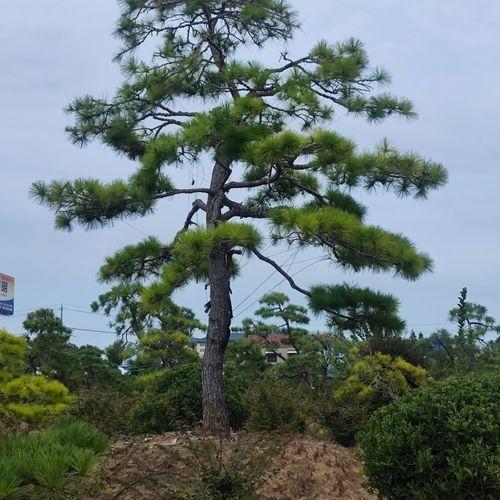 松树菌高产的地理环境及其栽培技巧分享