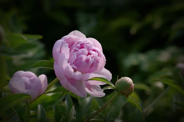 李清照：芍药花，一朵代表着女性情感历程的古典花卉