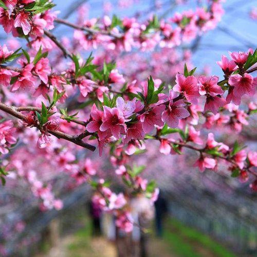 桃花花语揭秘：花开富贵、花谢寂寞是真的吗？