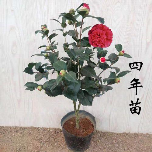 爱花人士必看：把山茶花养得美美的秘诀