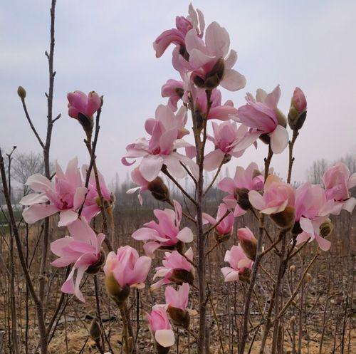 玉兰花能吃吗？玉兰花的营养成分和食用方法解析