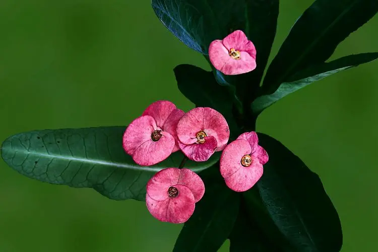 花语大揭秘：揭开【虎刺梅女人】的神秘面纱