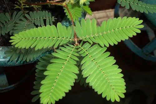 含羞草的学名是什么？探索这个华丽的植物世界