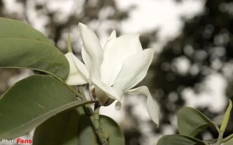 木兰花花语：勇气和坚忍不拔的象征