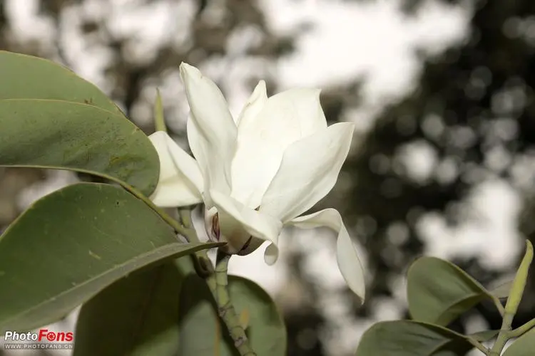 木兰花花语：勇气和坚忍不拔的象征