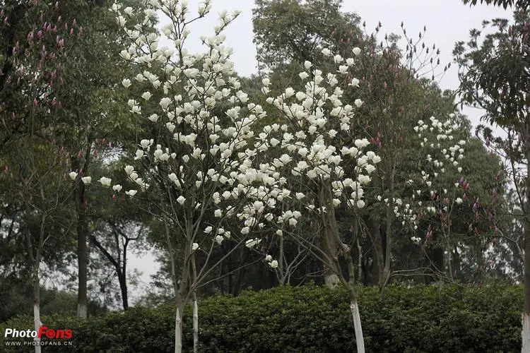 木兰花诗词欣赏，让你领略唐代文化的博大精深！