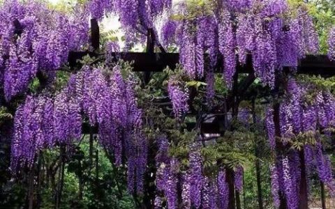 缤纷奇迹：探访紫藤萝瀑布乡村旅游之美