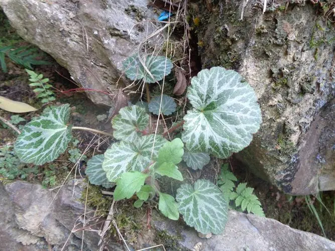 虎耳草在园艺设计中的应用：提高花园的美感