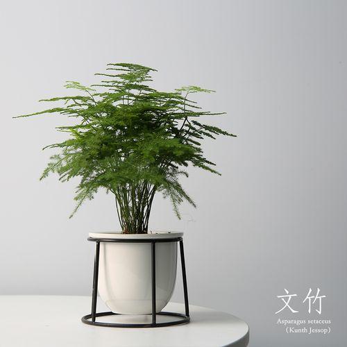 文竹开花后，是否需要注意病虫害的问题？