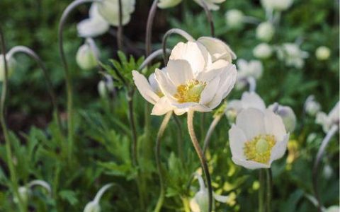 【银莲花】花言花语：能量与爱的神圣追求