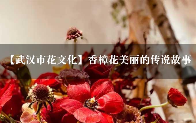 【武汉市花文化】香樟花美丽的传说故事