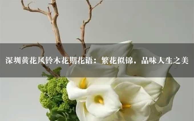 深圳黄花风铃木花期花语：繁花似锦，品味人生之美