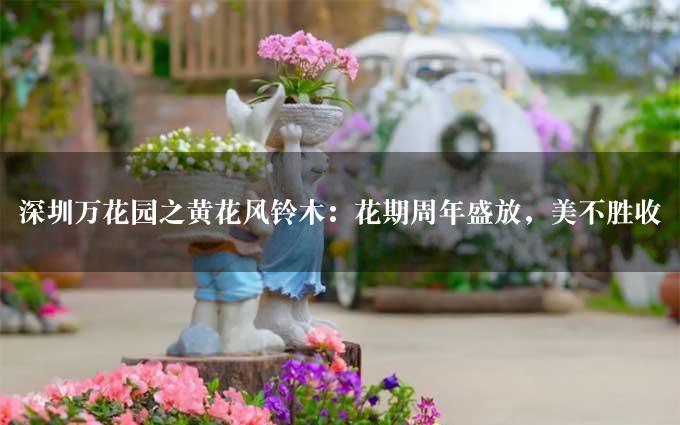 深圳万花园之黄花风铃木：花期周年盛放，美不胜收