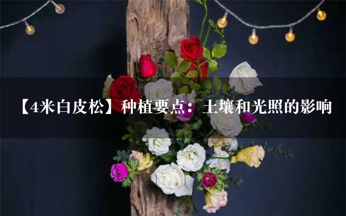 【4米白皮松】种植要点：土壤和光照的影响