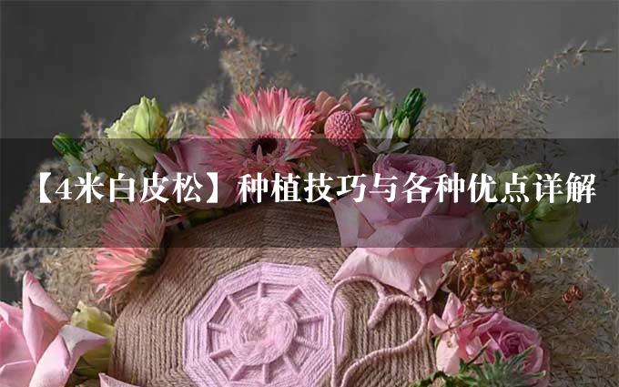 【4米白皮松】种植技巧与各种优点详解