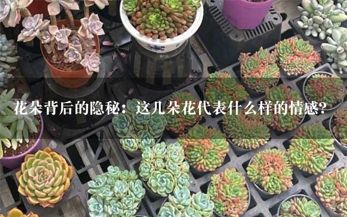 花朵背后的隐秘：这几朵花代表什么样的情感？