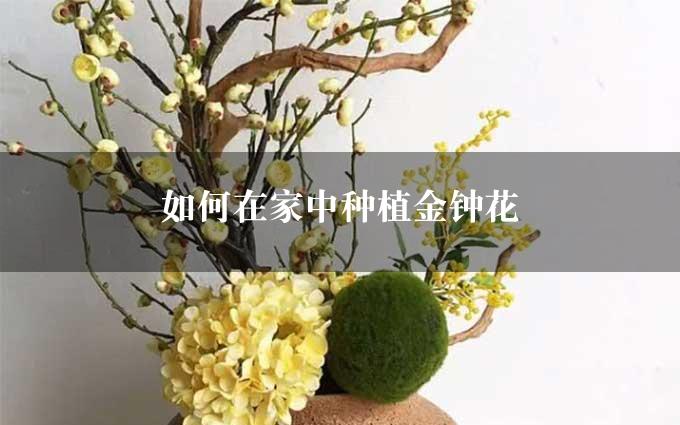 如何在家中种植金钟花