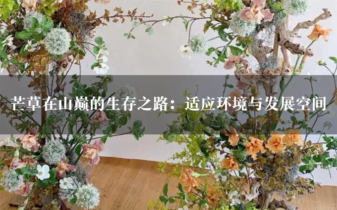 芒草在山巅的生存之路：适应环境与发展空间