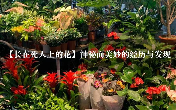 【长在死人上的花】神秘而美妙的经历与发现