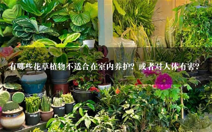 有哪些花草植物不适合在室内养护？或者对人体有害？