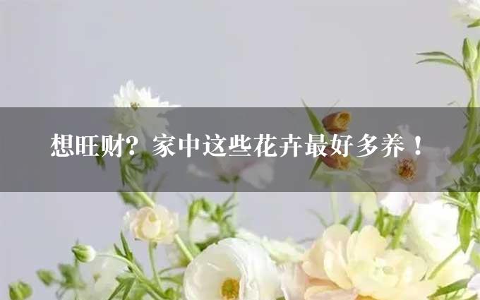 想旺财？家中这些花卉最好多养！