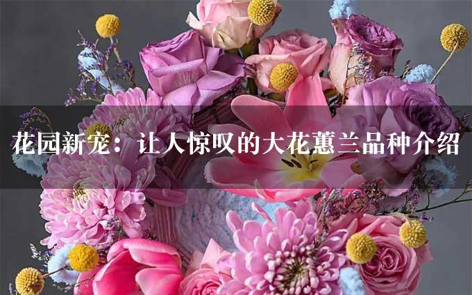 花园新宠：让人惊叹的大花蕙兰品种介绍