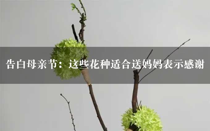 告白母亲节：这些花种适合送妈妈表示感谢