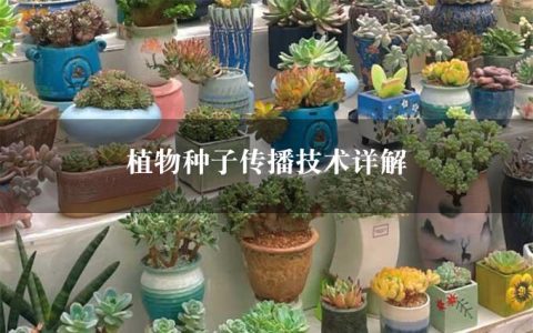 植物种子传播技术详解