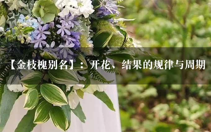 【金枝槐别名】：开花、结果的规律与周期