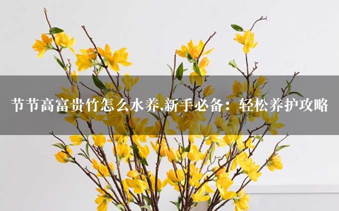 节节高富贵竹怎么水养,新手必备：轻松养护攻略