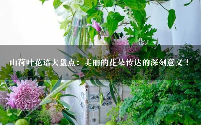 山荷叶花语大盘点：美丽的花朵传达的深刻意义！