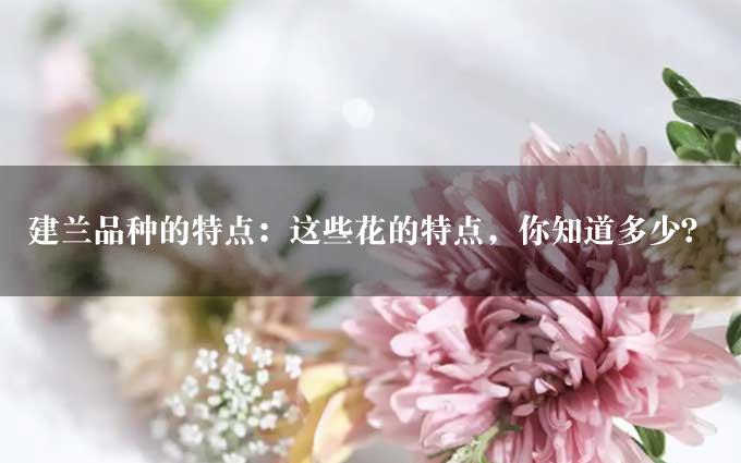 建兰品种的特点：这些花的特点，你知道多少？