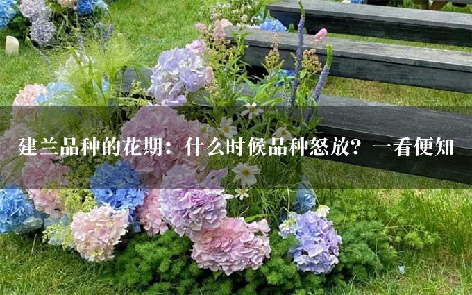 建兰品种的花期：什么时候品种怒放？一看便知