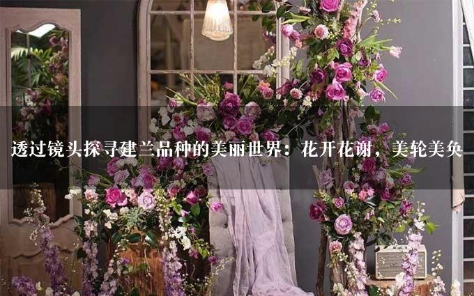 透过镜头探寻建兰品种的美丽世界：花开花谢，美轮美奂